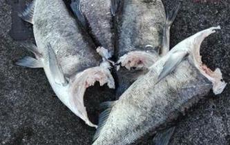 湖北一水电站大坝18年来首次泄洪 大鱼被冲掉头