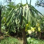 武汉降雨量超560毫米 破历史极值