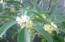 湖南、湖北遭遇长江、内湖双双告急