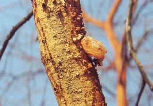 天然配料阿拉伯树胶成食品添加亮点