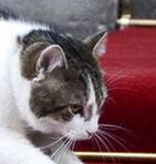 流水的首相铁打的猫 拉里留守唐宁街10号