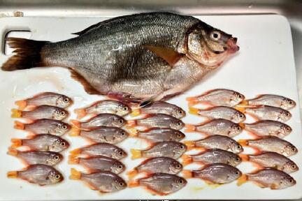 网友买了一条海鲫回家后发现 似乎不止是一条了