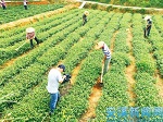 福建安溪：茶业正回归 传统味渐浓