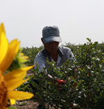 大暑时节 高温忙农事