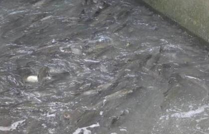 数万斤鱼洄游产卵遇阻:不停跃起撞大坝遭哄抢