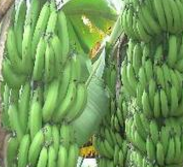 香蕉园拆&ldquo;弹&rdquo;专家必备攻略