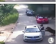 遭老虎袭击者是医闹？院方予以否认