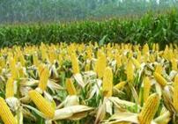 中国13年来首次减少玉米种植面积 调减5000万亩