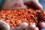 女子误将老鼠药拌饭理解成&ldquo;炒饭&rdquo;险些丧命