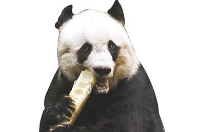 最长寿圈养大熊猫将迎38岁生日 相当于人类百岁