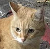 台大学生虐杀猫咪被起诉 法院外遭群殴