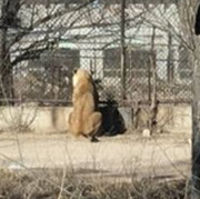 被老虎咬伤游客委托6律师交涉 认为园方延误救援