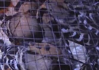 江苏一大客车行李厢内藏500余只野生保护鸟类