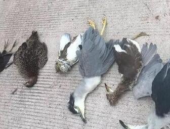 4人猎杀国家保护鸟类拍照炫耀 警方部署抓人