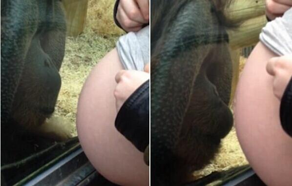 大猩猩隔着玻璃抚摸孕妇肚子 并献吻