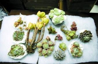 天津检验检疫截获多种具有繁殖能力的新鲜蔬菜