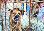 流浪犬已成影响城市居民人身安全的隐患