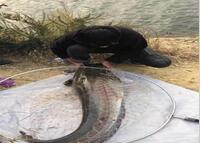 男子钓上60斤大鲶鱼 不忍吃放生了