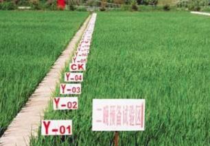 黑龙江庆安县绿色食品发展方兴未艾