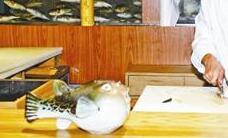 食用河豚26年后正式&ldquo;解禁&rdquo; 首批开放2个品种