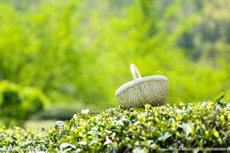 福建安溪全面禁用压茶机