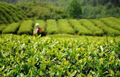 福建泉州：做强茶产业 打响永春佛手品牌