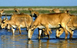 哈萨克斯坦15万高鼻羚羊3天内集体死亡(图)