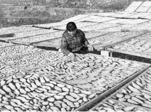 出口标准地瓜干进入国内高端市场