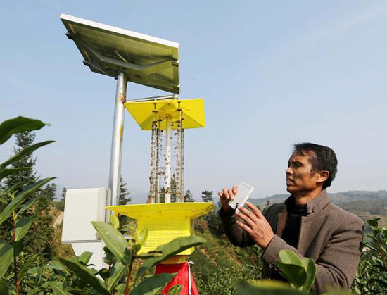 广西三江：冬日育春茶