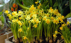 老太太偷人洋水仙包饺子给孙子吃 中毒后上门要赔偿