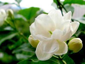 广西横县：&ldquo;互联网+&rdquo;让茉莉花（茶）产业插上腾飞翅膀