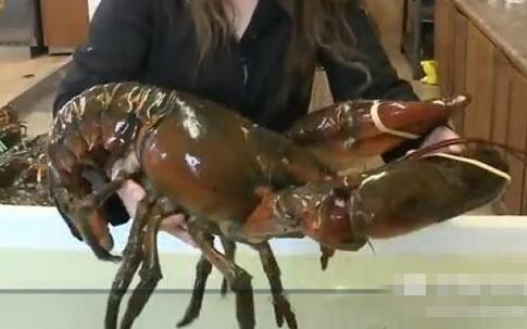 1.2米的百岁大龙虾 被食素妹子救了