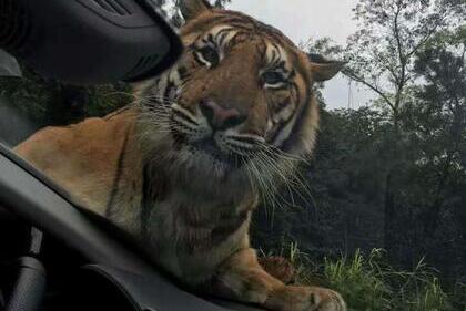 老虎&ldquo;抱车取暖&rdquo; 与游客亲密接触