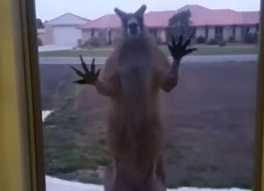 吓哭！居民门外惊现肌肉袋鼠疯狂敲窗