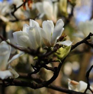 去年12月以来中国偏暖 半壁国土创历史同期最暖纪录