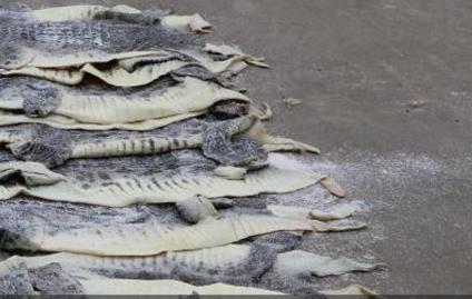 广西海警查获1609张涉嫌走私鳄鱼皮