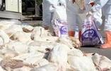 网传&ldquo;禽流感致上万肉鸡&rdquo;死亡　实为闷死的