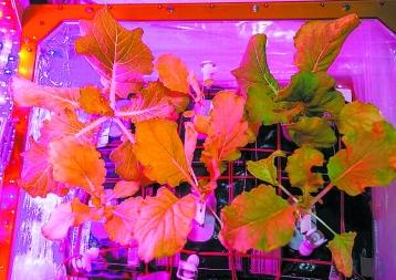 空间站种出小白菜 中国味道上太空