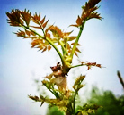 纯天然&ldquo;绿色食品&rdquo;也可能中毒