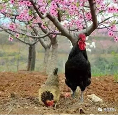 谁不说咱家乡好之特产汇：南召白土岗辣子鸡