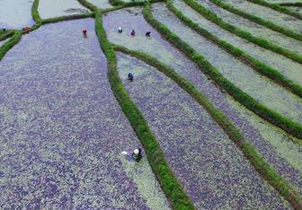 湖北利川：五月采莼忙