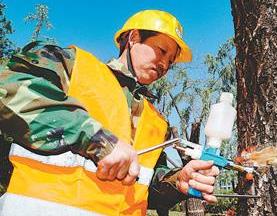 飞絮何时不再惹人烦：无有效治理方案 推行面临问题