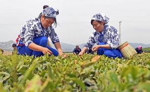 辽宁：闾山脚下茶香飘