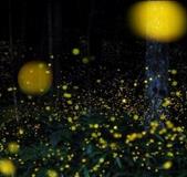 萤火虫套餐网上热销：520只888元 商家宣称有养殖证