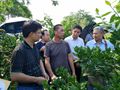 一场别开生面的柑橘技术观摩交流会