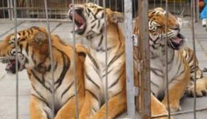 又见挑战老虎!游客为逃票欲翻墙进动物园猛兽区