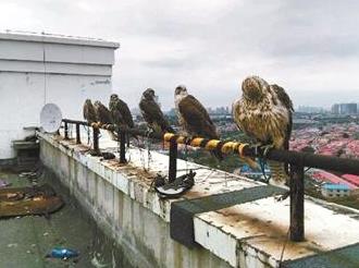 &ldquo;救助鸟类&rdquo;社交群售卖保护动物 卖家称活体可邮寄