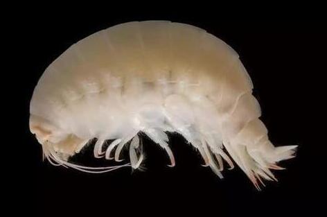 深海300多种新生物大发现：鱼会走路
