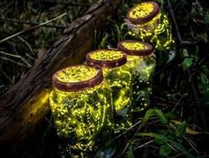 滥捕影响生物链平衡 业内人士揭萤火虫买卖&ldquo;生态危机&rdquo;