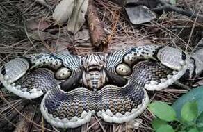 湖北咸丰发现神秘蝴蝶 图案像展翅的苍鹰